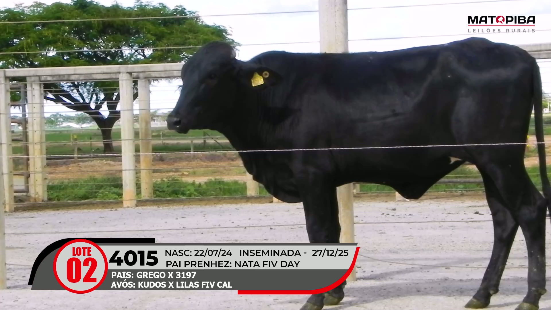 Lote 02