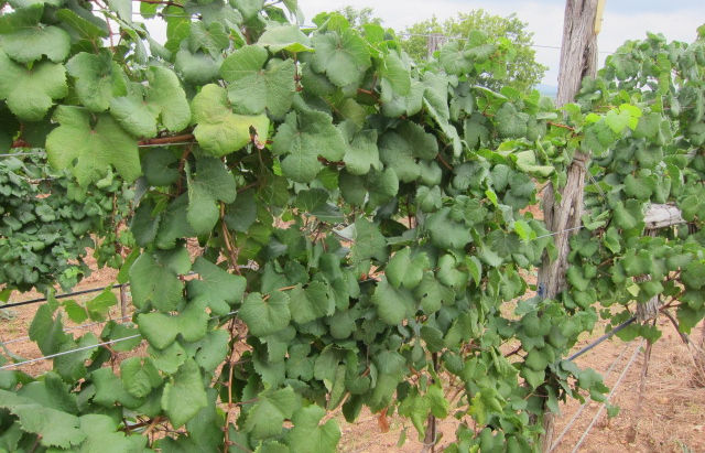 OCTOBER IS TEXAS WINE MONTH!