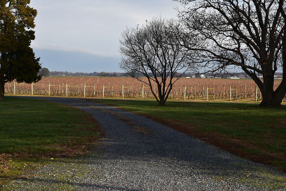 Crow Vineyard