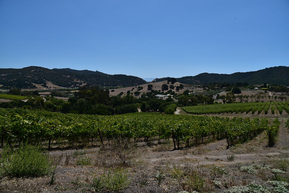 Bassi Ranch Vineyard, San Luis Obispo, CA