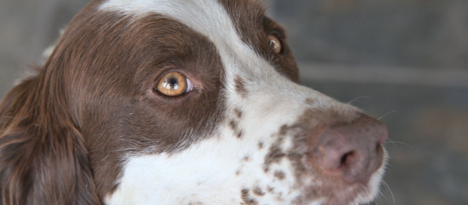NEW DOG OF THE WEEK!