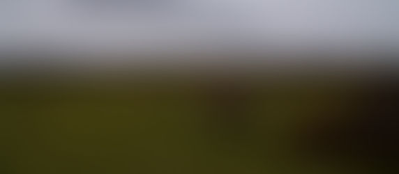 THE MARYLAND WINE INDUSTRY: WHERE IT STANDS