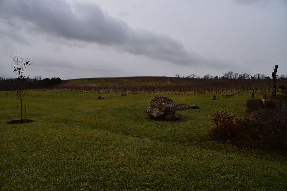 Estate Vineyard at Black Ankle Vineyards