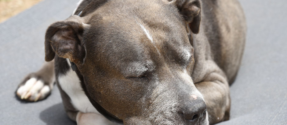 New Dog Of The Week!