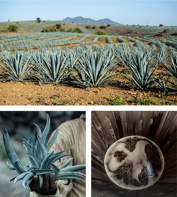 THe agave fields in El Arenal, Jalisco