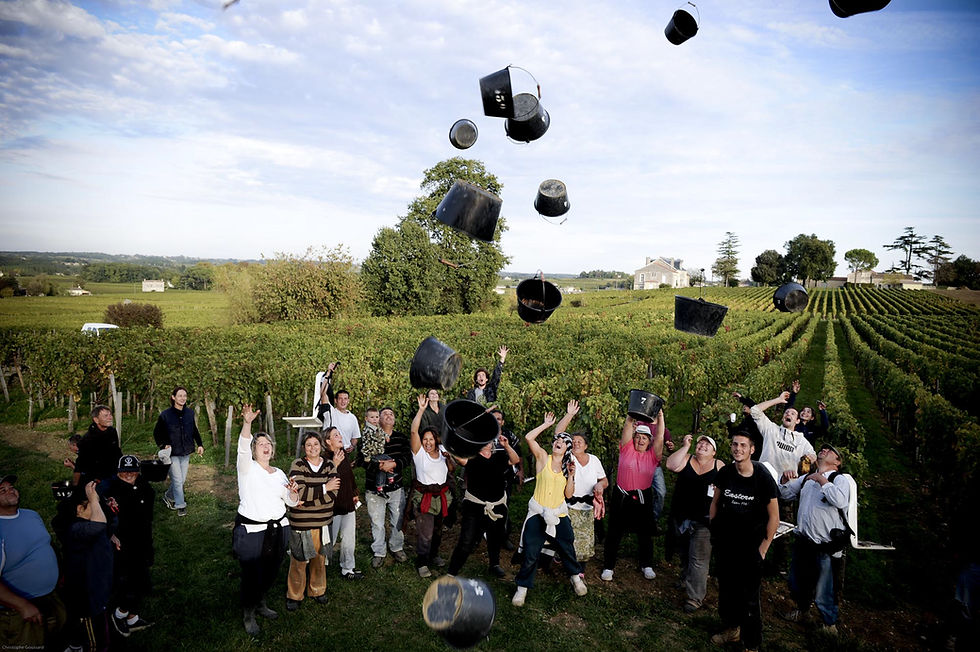 Harvesting in Bordeaux