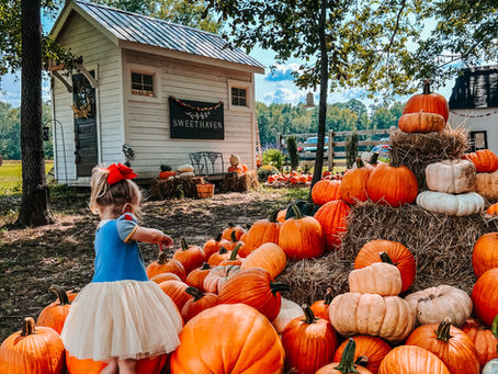 Where to Find the Best Pumpkin Patches in Richmond