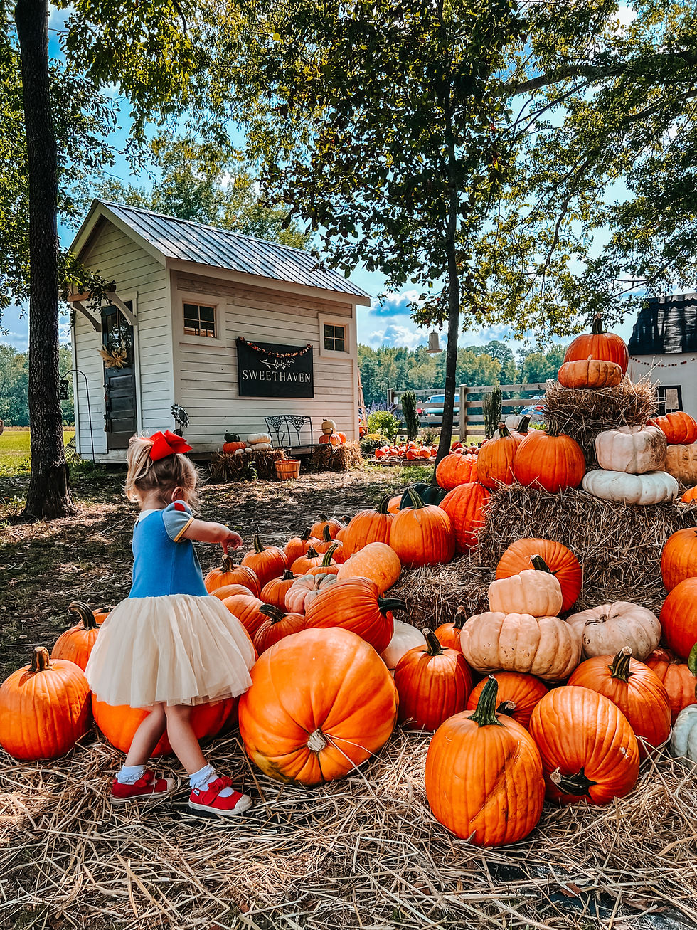 Where to Find the Best Pumpkin Patches in Richmond