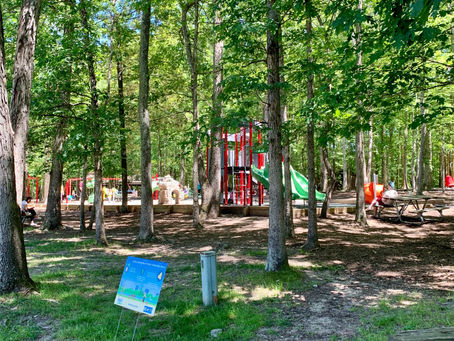 Summer Parks: Where can We find Shade?