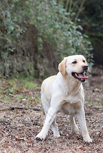 jeune femelle labrador sable