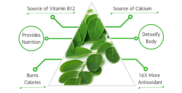 Moringa Benefits Leaf Era
