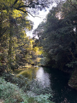 神龍八大龍神社