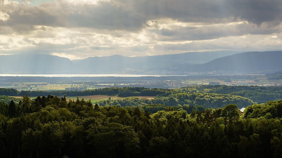 Wildpflanzenspaziergang im Seeland