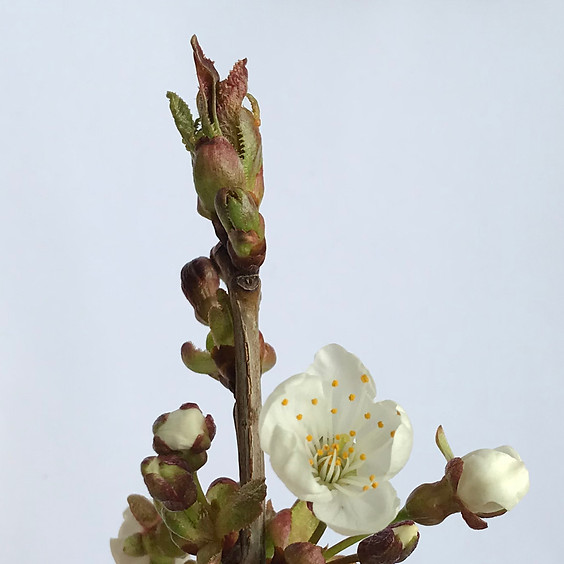 Gemmo: Knospen als Nahrung und Heilmittel (FB: "Wildpflanzenprodukte" + "Heilpflanzen & Hausapotheke")