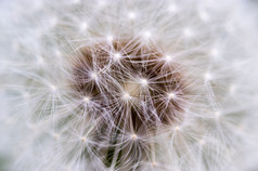 Dandilion.jpg