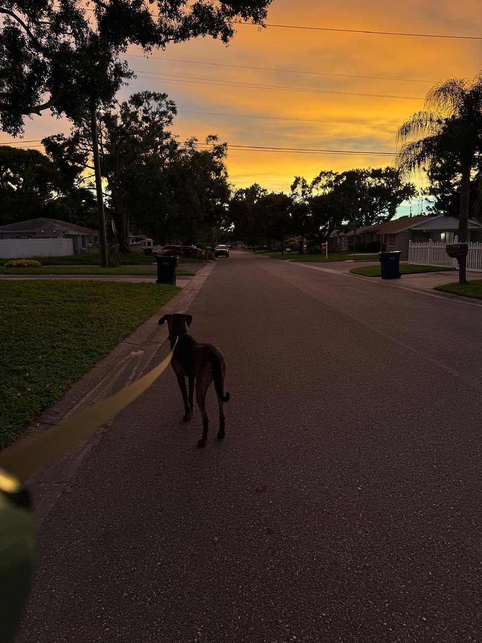 Why Dogs Get Reactive on Leash - and How to Help