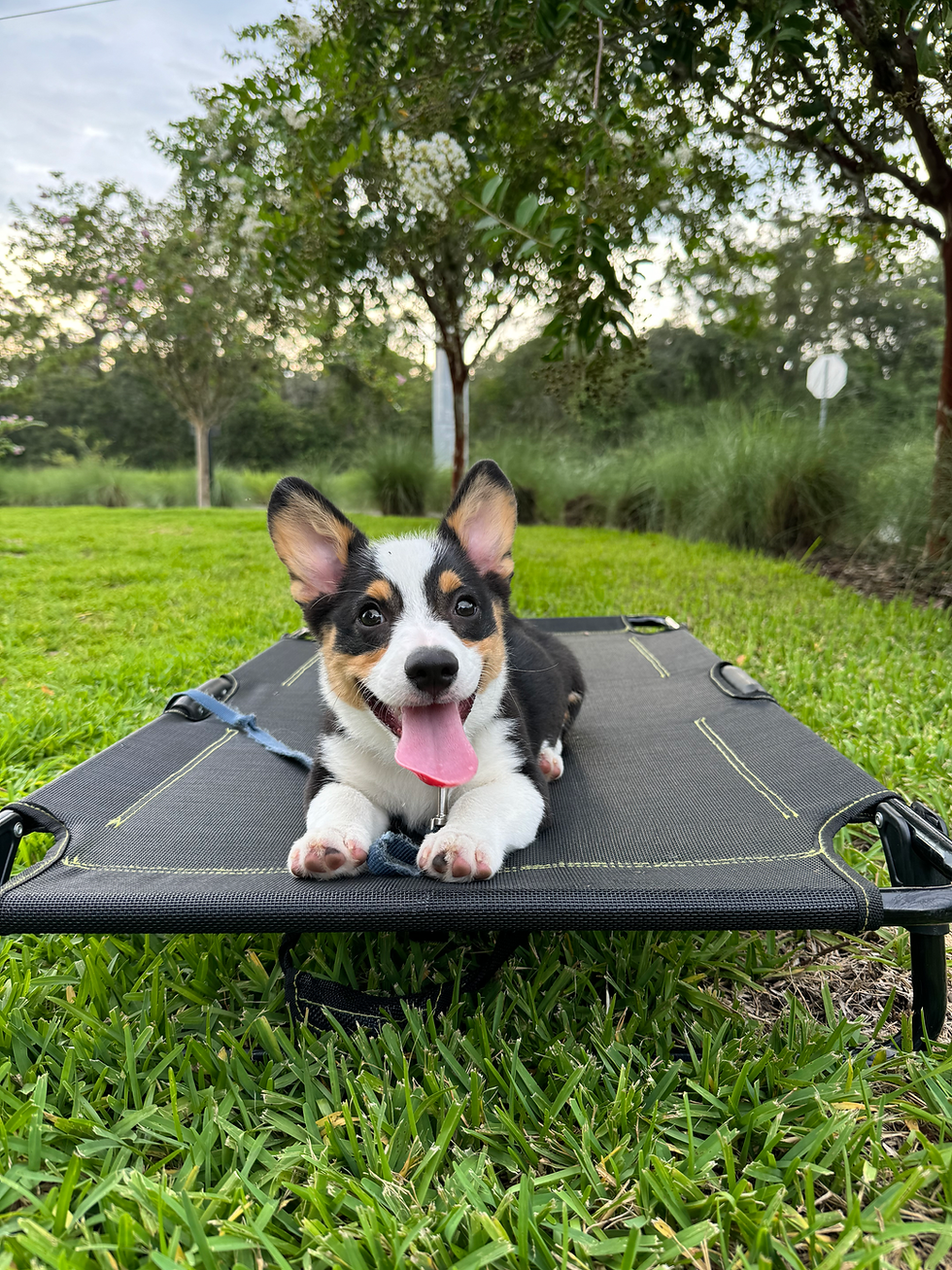How to Choose the Right Dog Trainer in Tampa — and Why Our Approach is Different