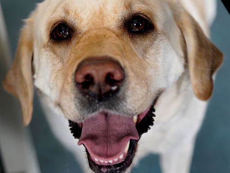 Is Veterinary Hospice Care Right For Your Pet?