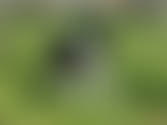 Loki’s Life in Shades