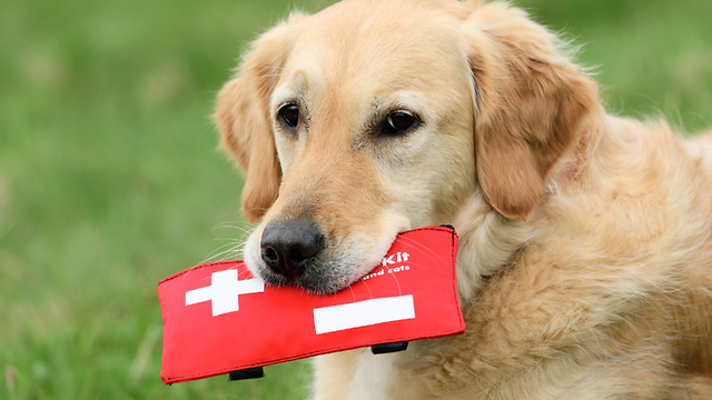 first aid for dogs and cats