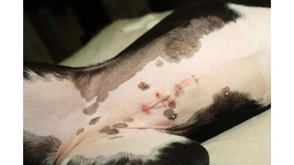 Neuter Awareness Month Why Neuter Your Pet