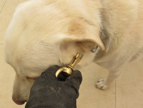 Pet Theft Awareness Week - Keeping Your Furry Friend Safe