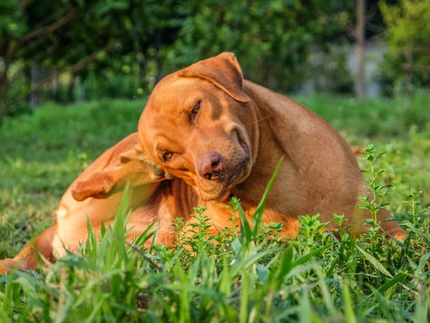 Is Your Pet Dying To Scratch That Itch?