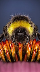 animals-2671825__340.jpg