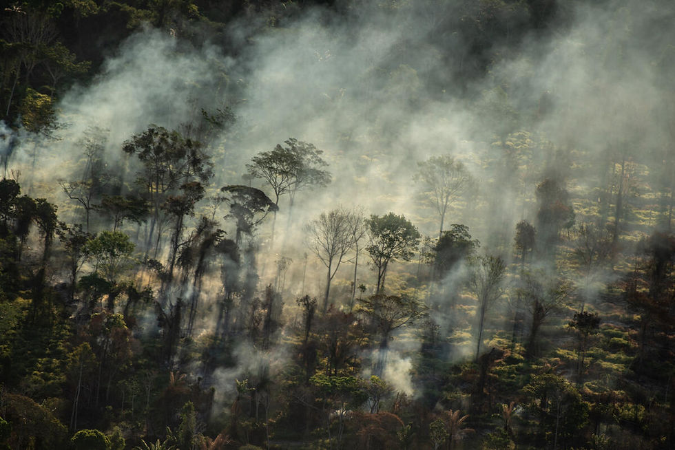 En stærk skovlov i EU