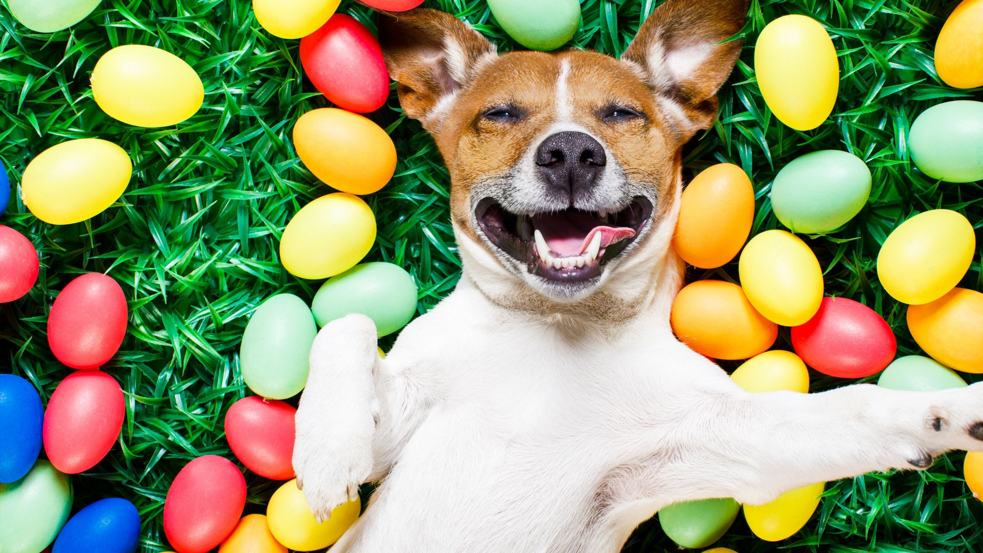 Easter Dog Gifts Easter Dog Treats Easter Gifts for Dogs Easter