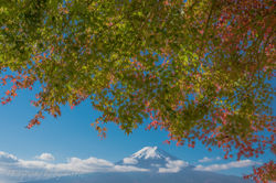 グラデーション紅葉