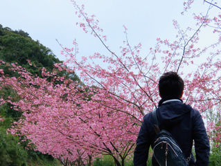 保戸島お花見情報~河津桜2月3日撮影