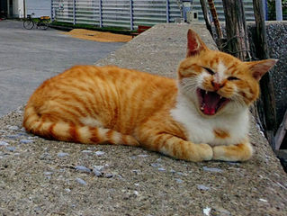 『猫とふれあう島さんぽ』津っぱく~season2~in保戸島開催中!