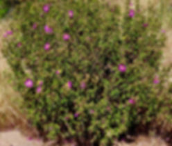 Zistrosen-Strauch mit vereinzelten Blüten