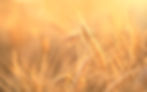 TENS Webinar: Stewardship & Generosity Best Practices