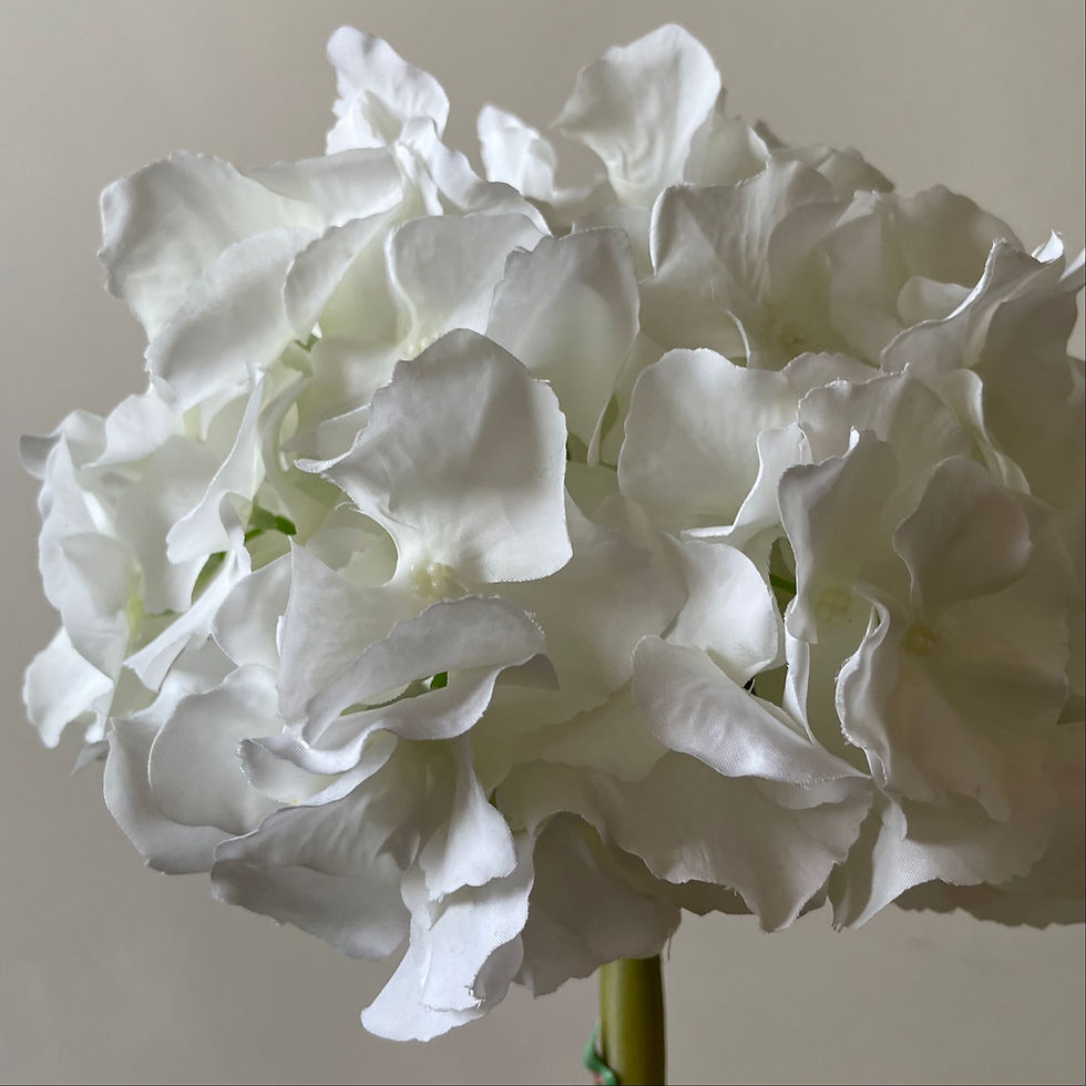 Thumbnail: Hortensia Grace