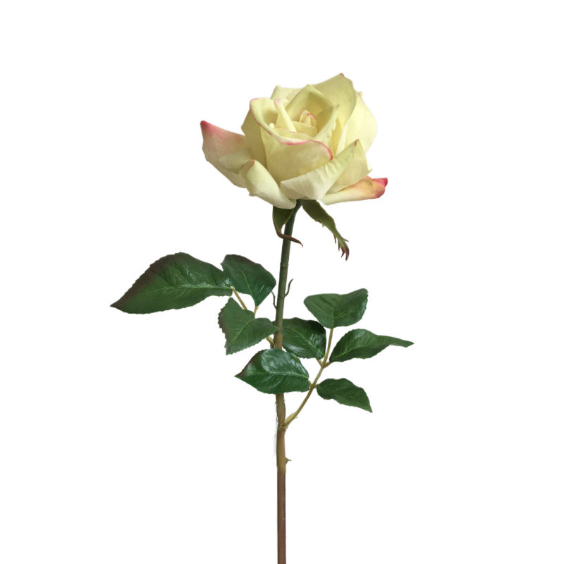Miniature : Rose FORLOVE