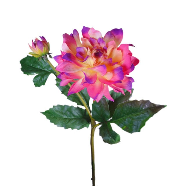 Miniature : Dahlia