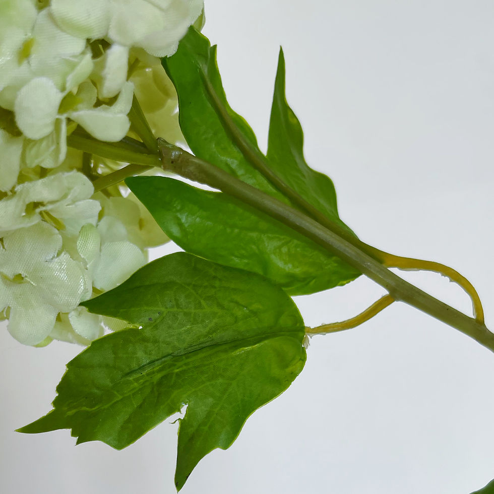 Thumbnail: Hortensia Snowball