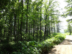 前面道路から杜を望む