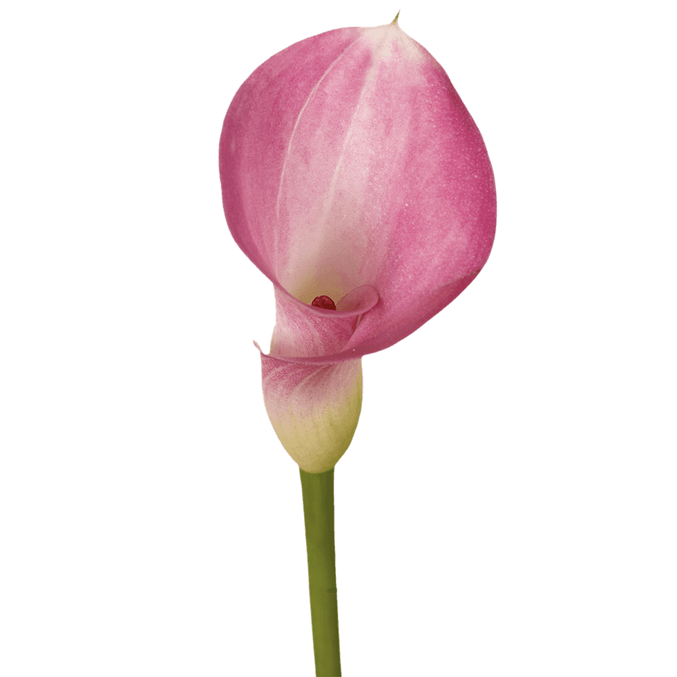 30 Stems of Lavender Color Calla Lilies- Beautiful Fresh Cut Flowers- Express D