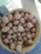 Thumbnail: Dodo Farms (Brookeville, MD) USA-MD BLACK FARMERS LIST