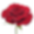 Miniatura: 50 Stems of Hearts Red Roses- Beautiful Fresh Cut Flowers- Express Delivery