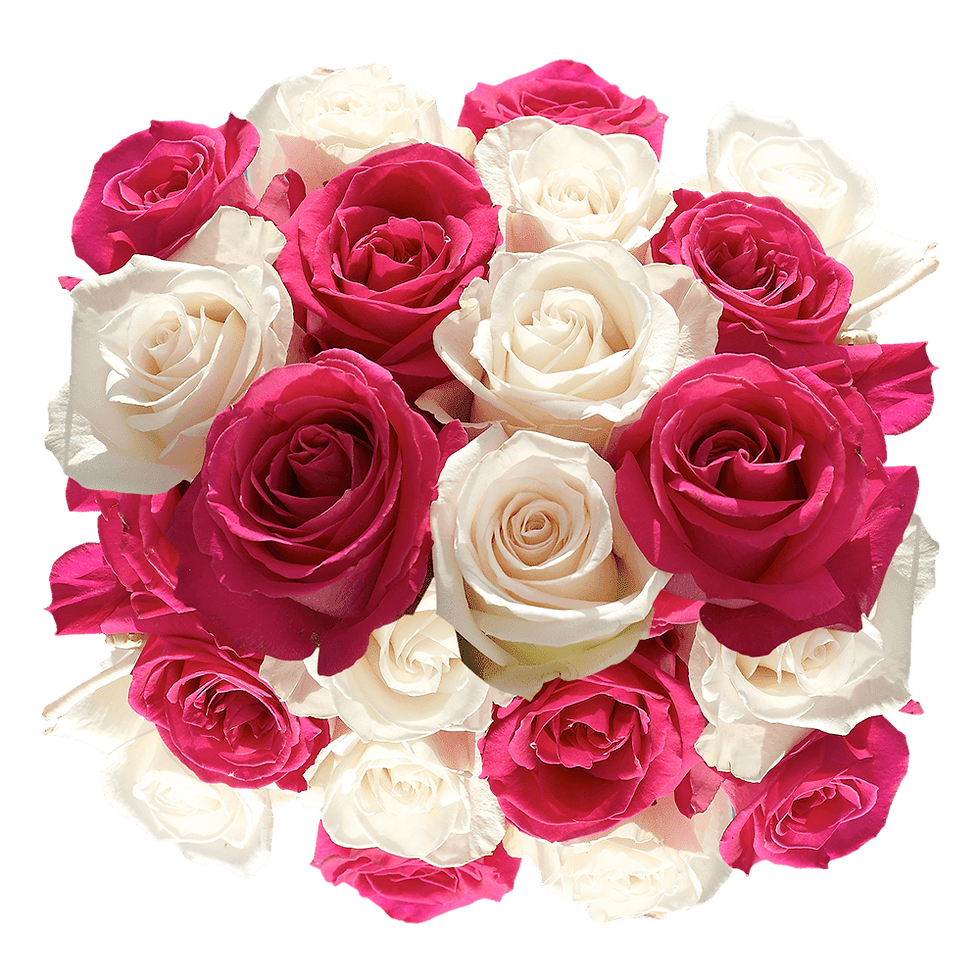 50 Stems of Roses: 25 Hot Pink and 25 White- Beautiful Fresh Cut Flowers- Expre