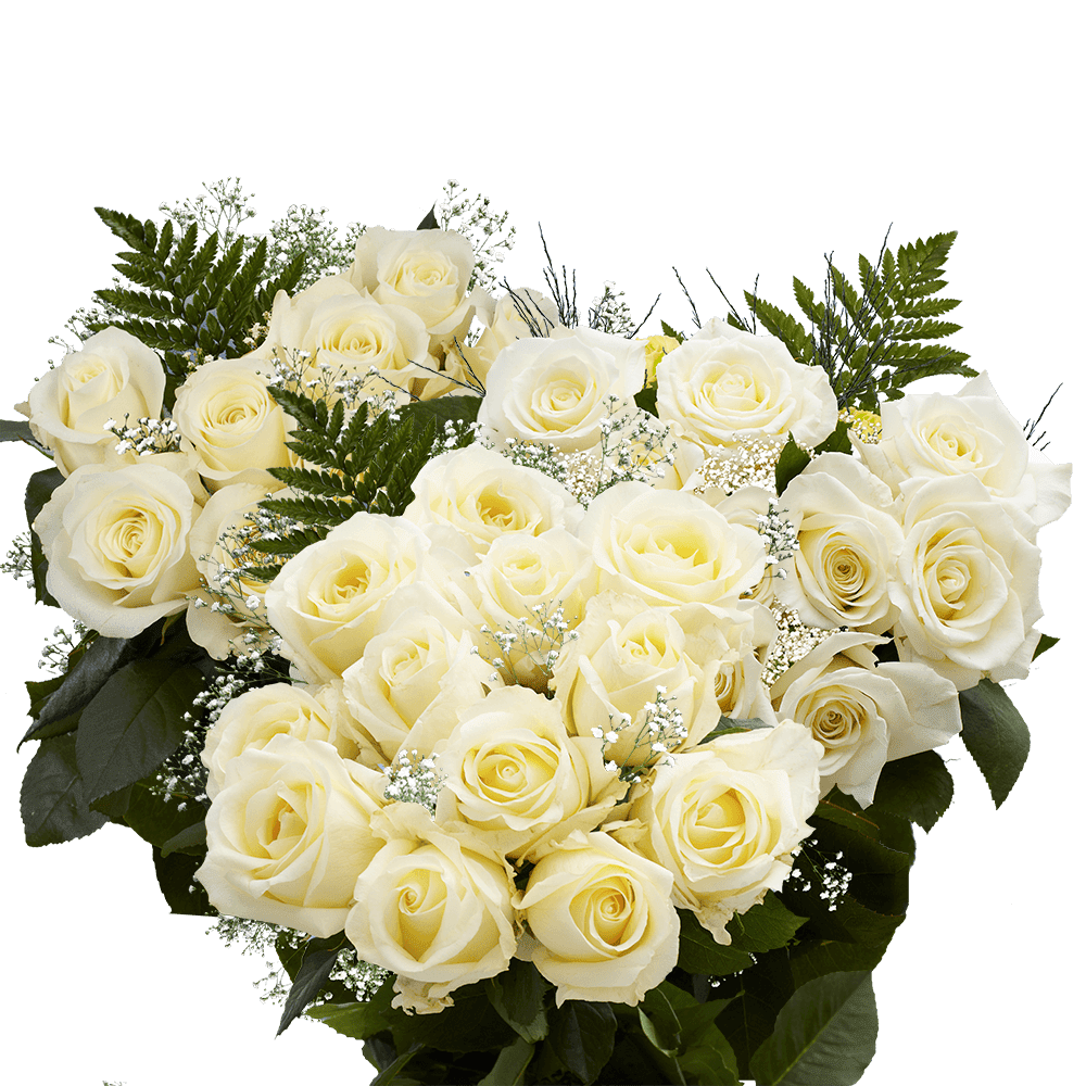 3 Dozen Ivory Roses with Baby's breath and Green- Fresh Flower Delivery