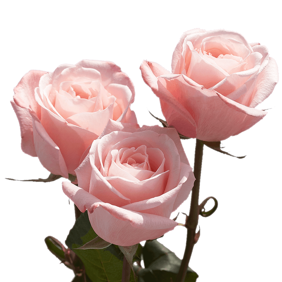 Thumbnail: 50 Stems of Roses: 25 Red and 25 Pink- Beautiful Fresh Cut Flowers- Express Del