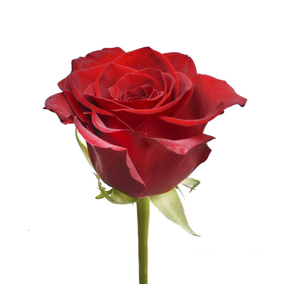 Thumbnail: Rose Bouquet 50 cm - Fresh Cut Roses Flowers- Red, Pink 1 Pack