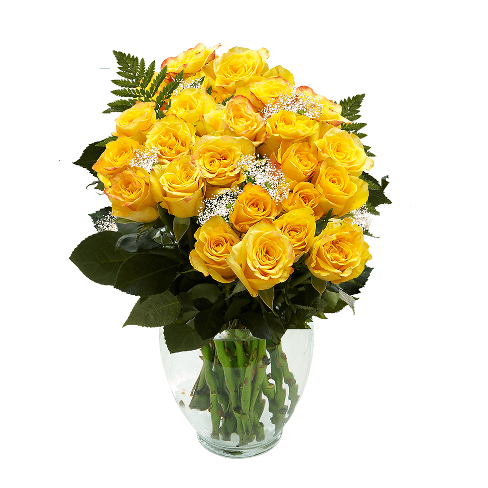 Two Dozen Yellow Roses with Baby's breath and Green- Fresh Flower Delivery