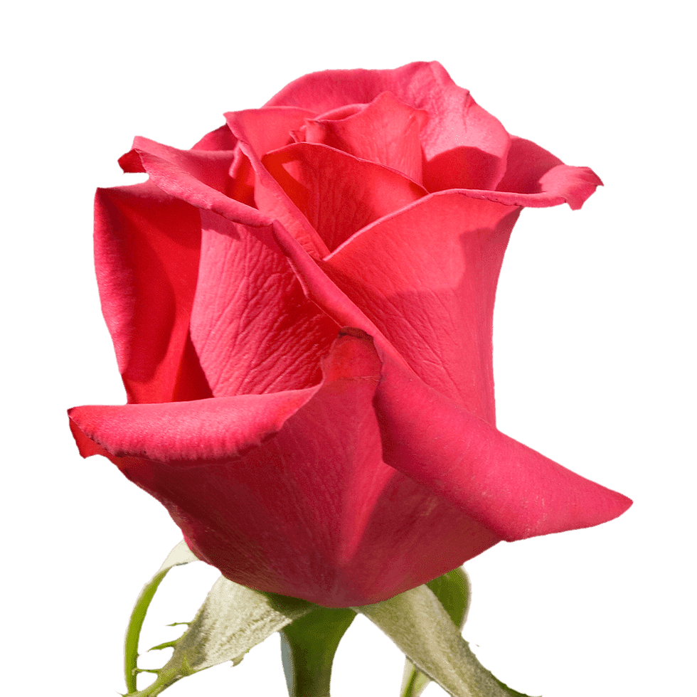 Thumbnail: 50 Stems of Hot Pink Hot Princess Roses- Beautiful Fresh Cut Flowers- Express D