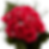 Thumbnail: One Dozen Hot Pink Roses with Baby's breath and Green- Fresh Flower Delivery